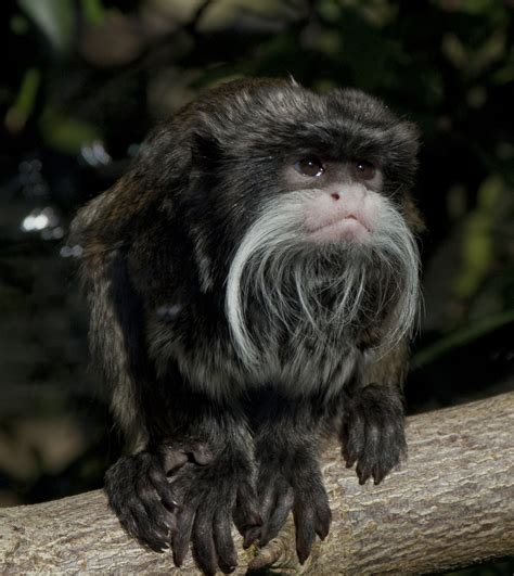 This peculiar species is also captured for commercial purposes and sold in illegal wildlife markets for its unique. . Emperor tamarin monkey for sale